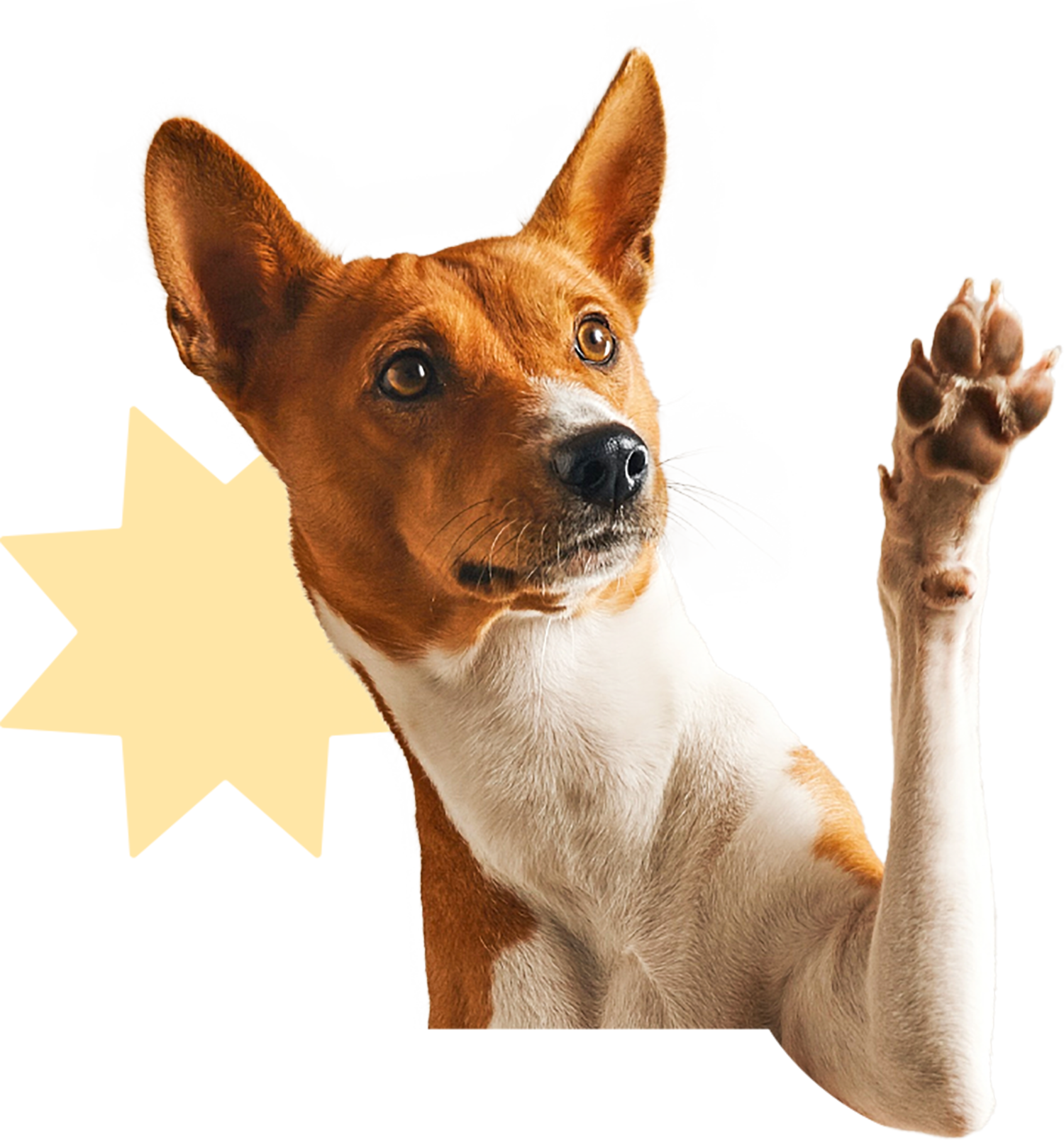 Perro Huellitas